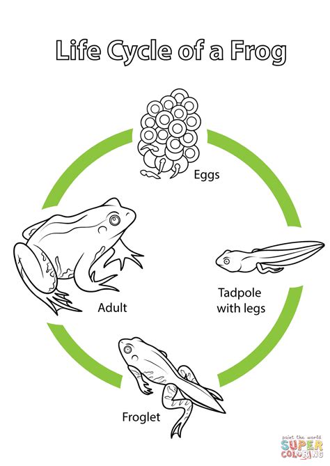 Dive Deep into the "Life Cycle of a Frog Printable": Your Ultimate Guide to Engaging Learning!
