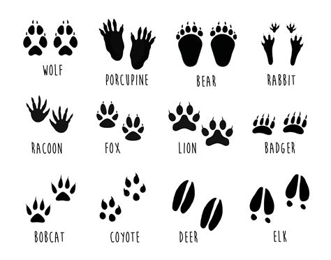 Unlocking Nature's Secrets: The Ultimate Guide to Printable Animal Footprints for Education, Art, and Adventure
