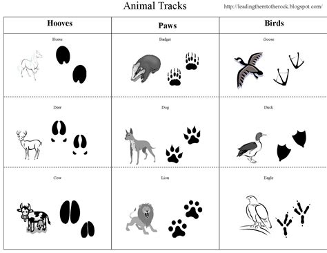 Unlock Nature's Secrets: Your Essential Guide to Printable Animal Tracks