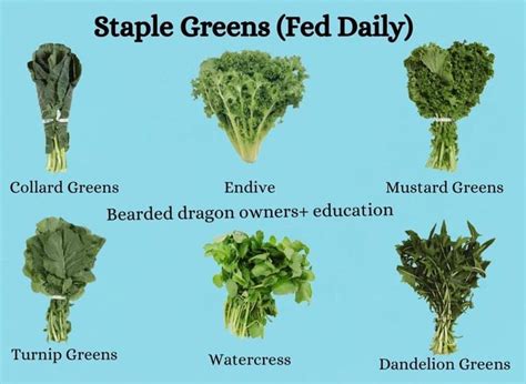 1. Staple Greens & Veggies: The Daily Dozen for Your Dragon