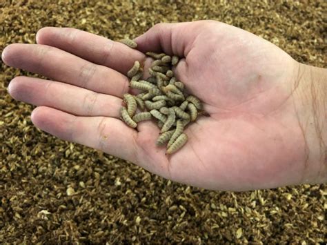 2. Insect Powerhouses: The Protein Punch Your Dragon Needs