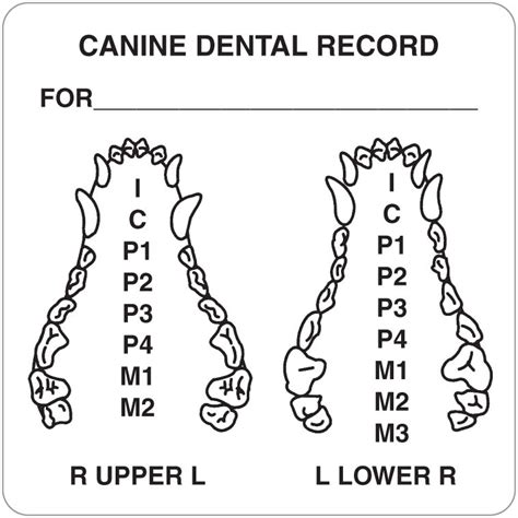 2. The "What": Decoding Your Canine Dental Record – What to Track