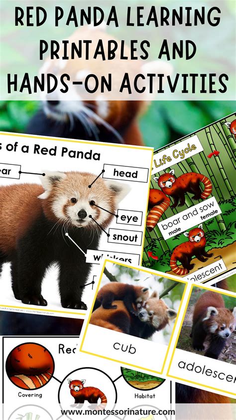 3. Hands-On Fun: Interactive Learning Printables