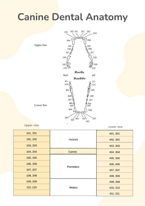 3. The "How": Step-by-Step Guide to Using Your Free Printable Canine Dental Record