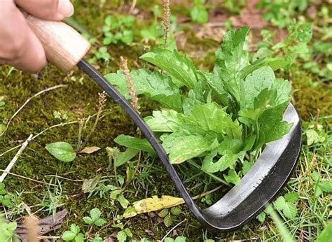 4. Cutting & Weeding Like a Pro: Precision Techniques