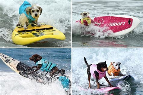 Action-Packed Pooches: Dogs on the Go