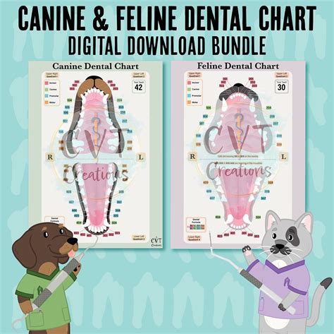 Anatomy of a Perfect Chart: What to Look for in a Template Printable Canine Dental Chart