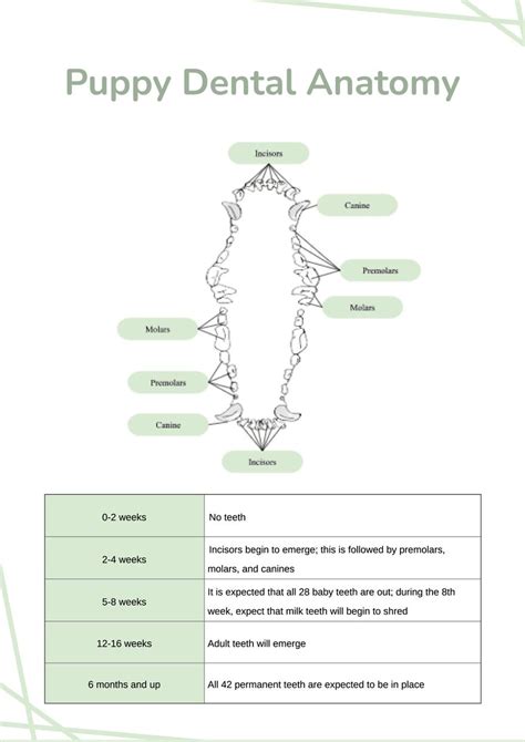 Your Dog's Brightest Smile: The Ultimate Guide to Your Free Printable Canine Dental Record