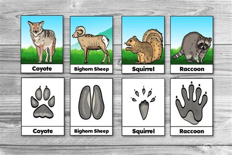 Unlocking Nature's Secrets: The Ultimate Guide to Printable Animal Footprints for Education, Art, and Adventure