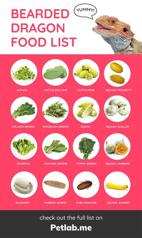 Your Ultimate Printable Bearded Dragon Food Chart: A Guide to Happy, Healthy Dragons