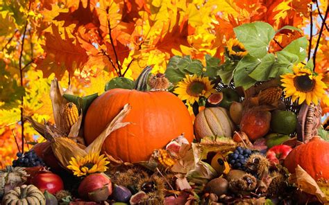 Autumn Harvest & Nature Scenes