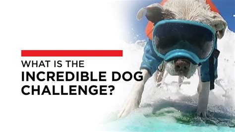 Beginner-Friendly vs. Detail-Rich Pages: Pick Your Pups' Challenge