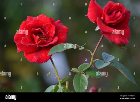 Blooming with Classic Love