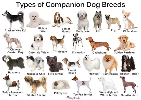 Breed-Specific Beauties: Canine Companions by Type
