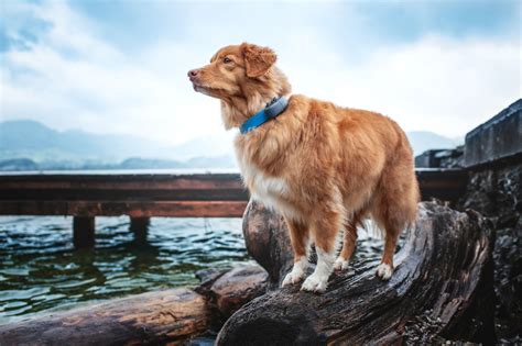 Breeds Galore: Celebrating Canine Diversity