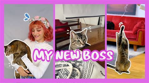 Bring Your Kittens to Life!