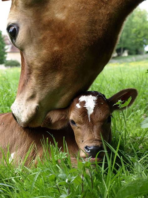 Calf Cuteness Overload: Adorable Baby Cows