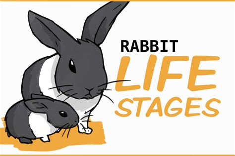 Category 3: Educational & Learning Bunnies (Ages & Stages)