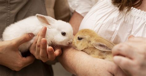 Choosing Your Bunny: Finding the Right File for You