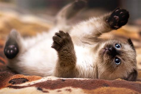 Classic Cuties: Adorable Kitten Poses