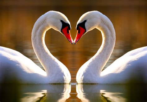 Classic Hearts & Romantic Motifs: The Timeless Symbols of Love