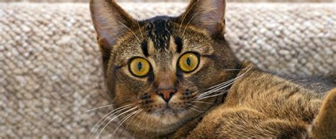Common Cat-astrophes to Avoid: What NOT to Do When Printing & Coloring!