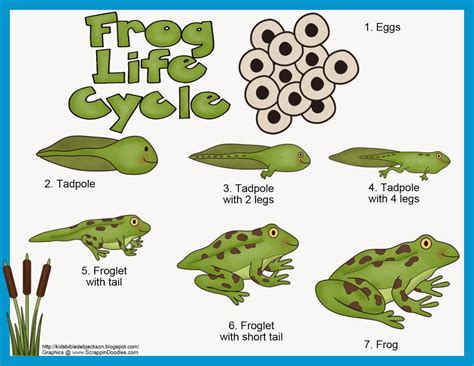 Common Pitfalls: What to AVOID When Choosing a Frog Life Cycle Printable