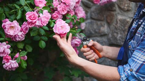 Common Pitfalls: What to AVOID When Choosing & Coloring Rose Pictures