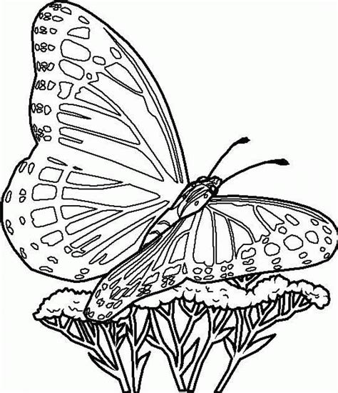 Common Pitfalls: What to AVOID When Coloring Printable Butterflies