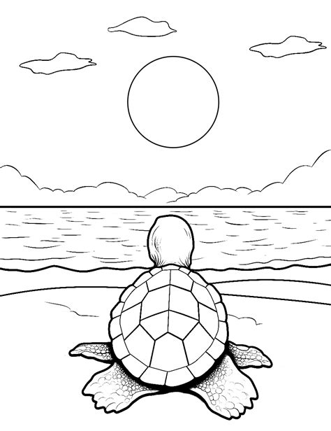 Common Pitfalls: What to AVOID When Printing Turtle Coloring Pages