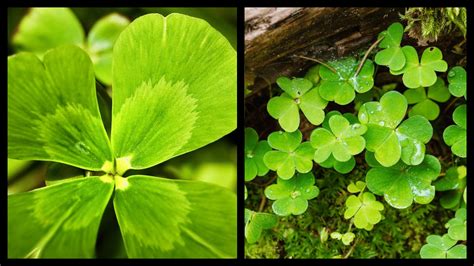 Common Pitfalls: What to AVOID When Printing Your 4 Leaf Clovers