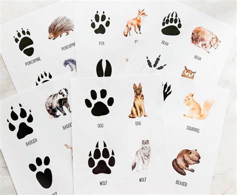 Common Pitfalls: What to AVOID When Using Printable Animal Tracks