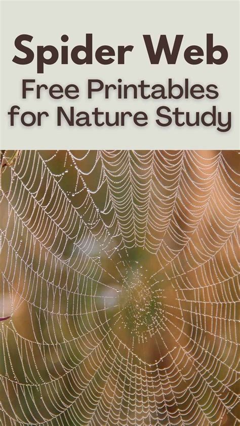Common Pitfalls: What to AVOID When Using Spider Web Printables
