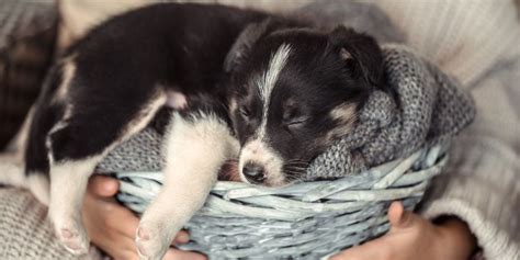 Common Woofs & Whimpers: What to AVOID When Printing Puppy Pages
