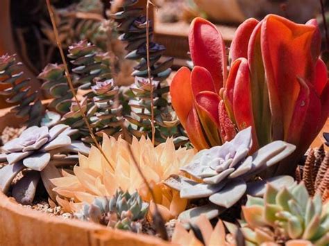 Cultivate Your Oklahoma Paradise