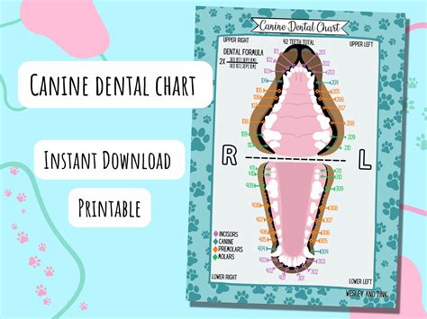 Customizing Your Chart: Making Your Printable Canine Dental Chart Truly Yours