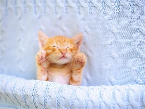 Cute & Cuddly Kittens: For a Dose of Instant Joy
