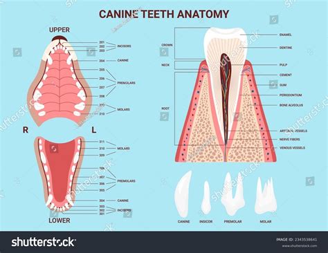 Decoding the Chart: A Tooth-by-Tooth Guide to Canine Dental Anatomy