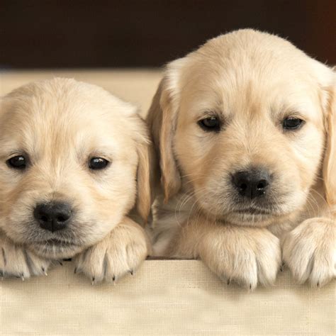 Dive into a World of Puppy Perfection: Our Top Categories