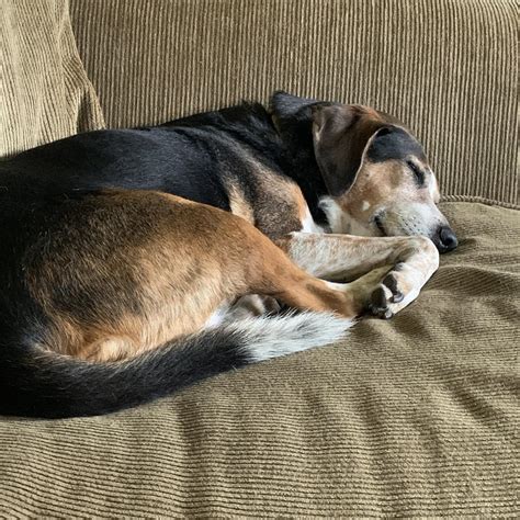 Dreamy Doggos: Peaceful & Serene Scenes