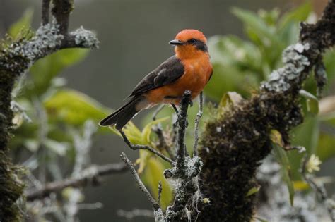 Eco-Friendly & Bird-Safe Options: Nurturing Nature and Magic