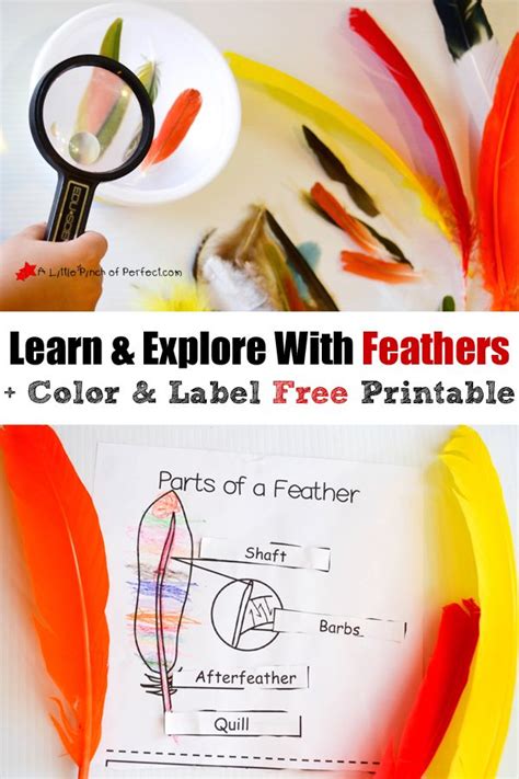 Educational Adventures: Learning with Printable Feathers