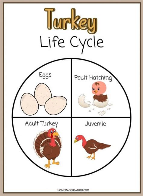 Educational Explorations: Anatomy & Lifecycle Turkey Printables