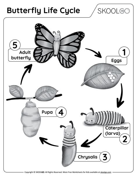 Educational Journeys: Butterfly Life Cycle Pages