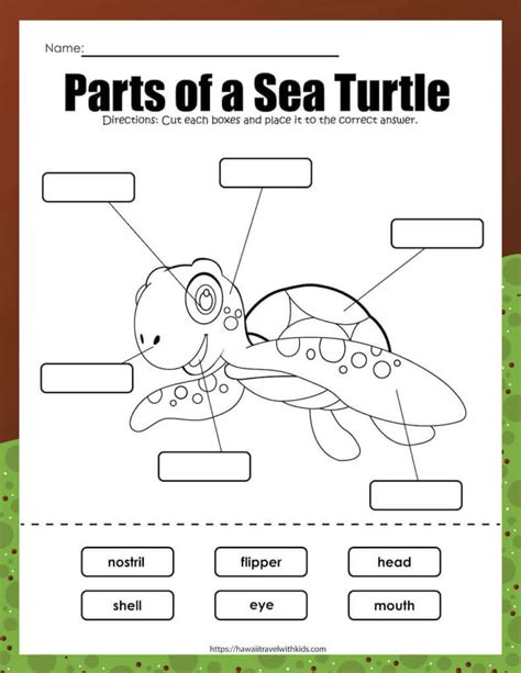Educational Ocean Journeys: Learning with Sea Turtle Worksheets & Activities