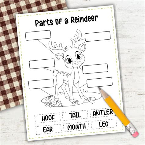 Educational Reindeer Fun: Learn & Color