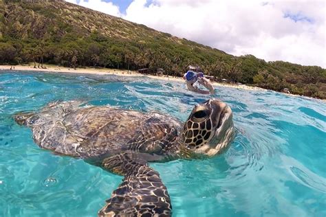 Educational & Skill-Building Fun: Learning with the Turtles