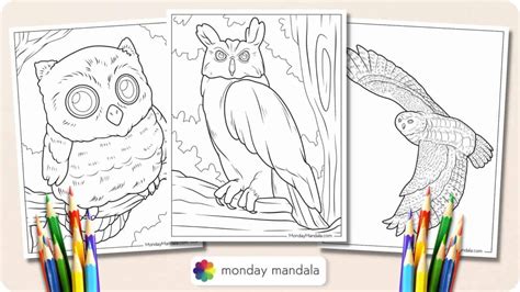 Educational & Themed Owls: Learning While You Color