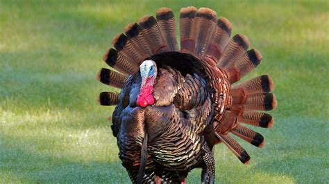 Escape! Your Turkey's New Identity Awaits