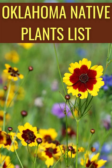 Essential Printables for Every Oklahoma Native Plant Enthusiast